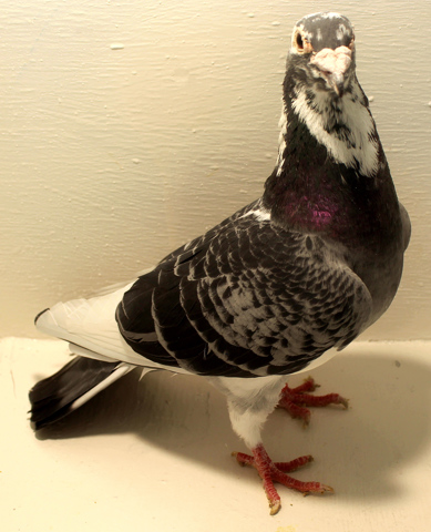 "How to Raise Homing Pigeons"